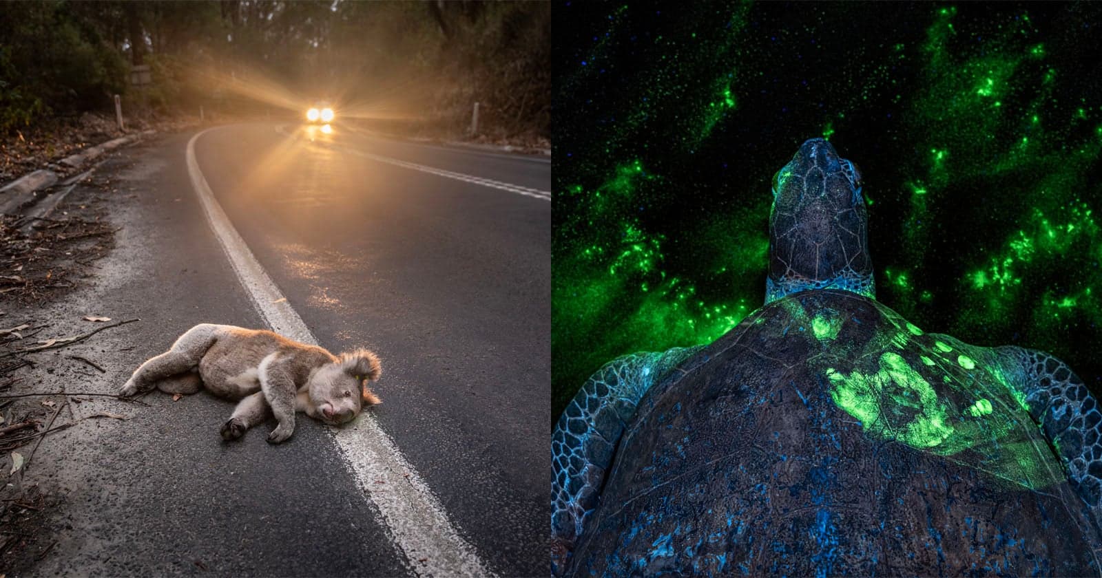Environmental Photo Competition Shows Devastating Impact Humans Can Have on Wildlife