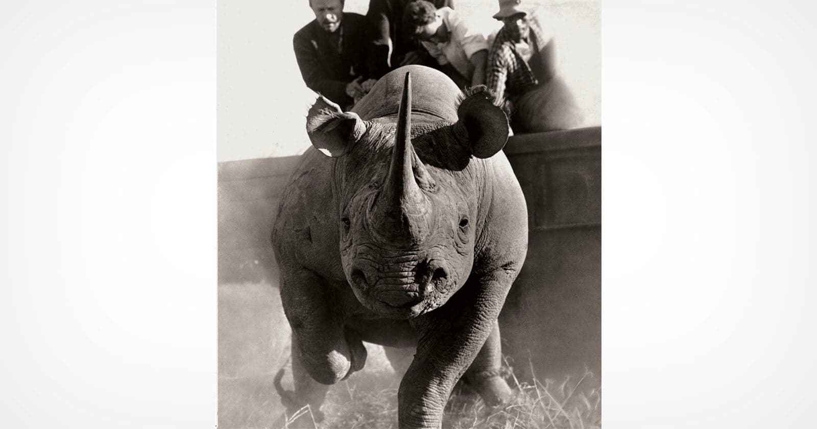 Maverick Photographer’s Wildlife Images From the 1960s Document Animals in Crisis