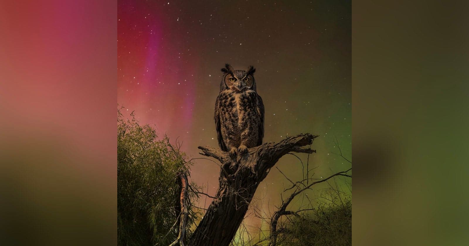 AI or a Composite? An Award-Winning Owl ‘Photo’ Ruffled a Lot of Feathers