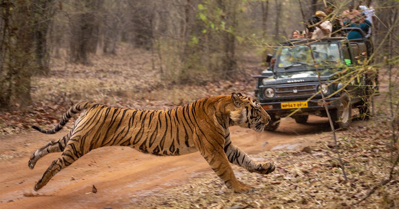 India’s Tiger Reserves Are Banning Smartphone Photography