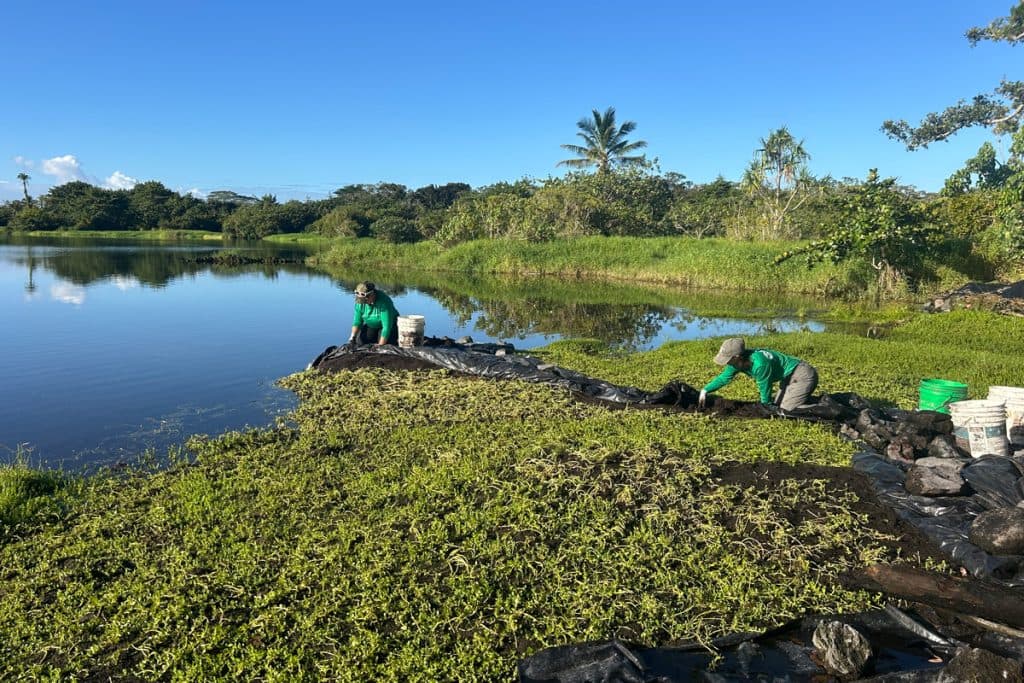 Mālama Hawaiʻi: Help Hawai‘i Island’s Wetland Birds and Shorebirds