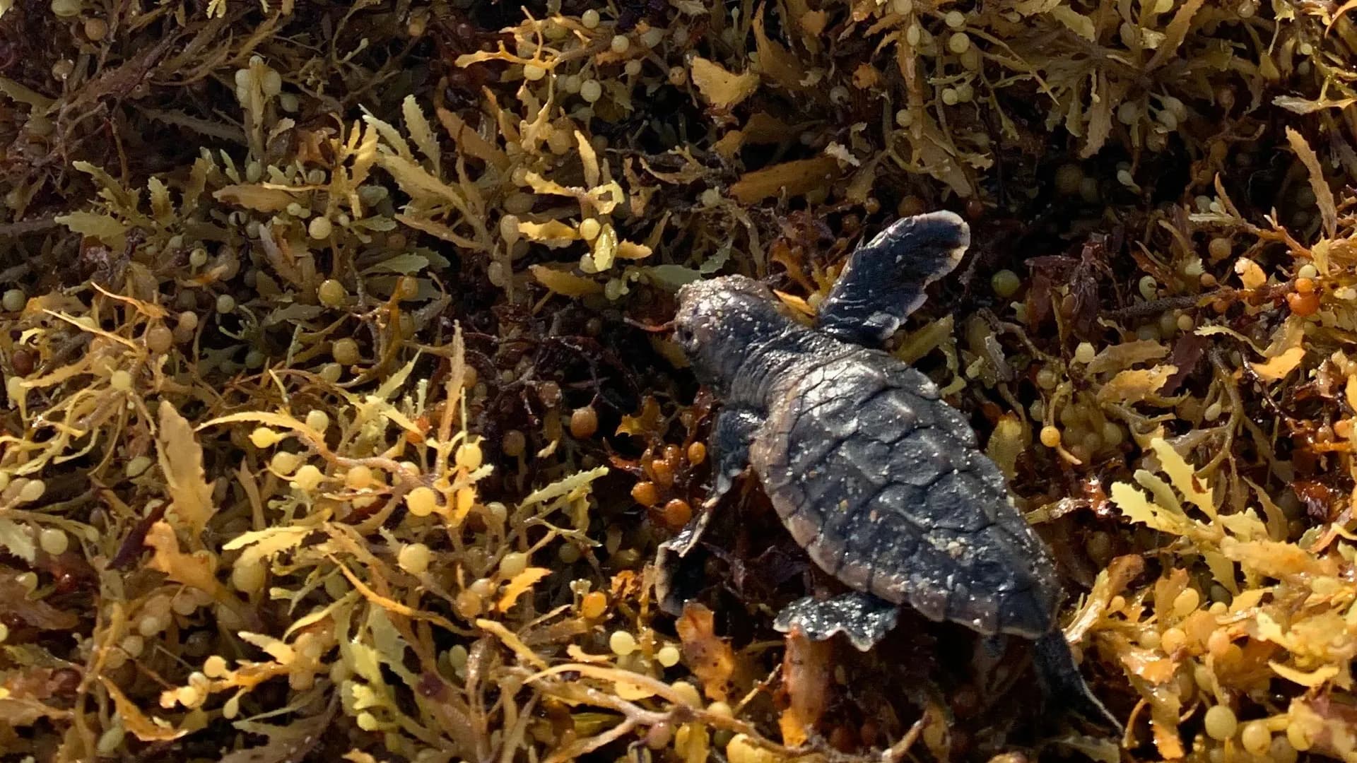 Record sargassum piles trap sea turtle hatchlings on Florida beaches